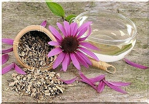 Echinacea natural antibiotics