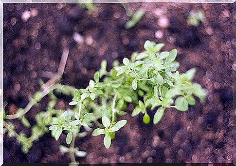 Oregano natural antibiotics