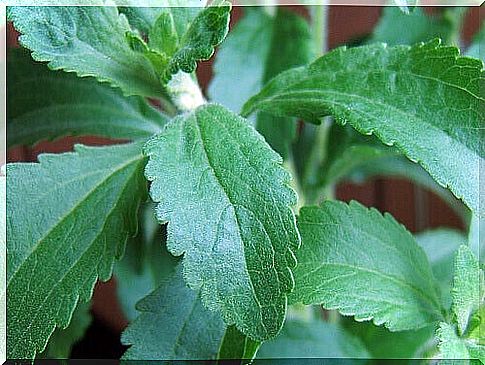 Stevia is a healthy sweetener