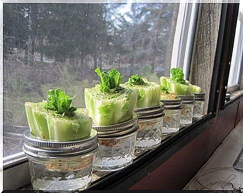 lettuce can be grown again