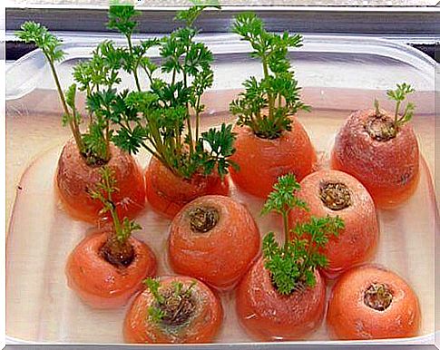 carrots can be grown again