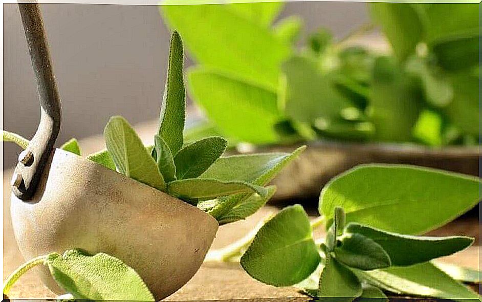 sage natural treatment for heel pain