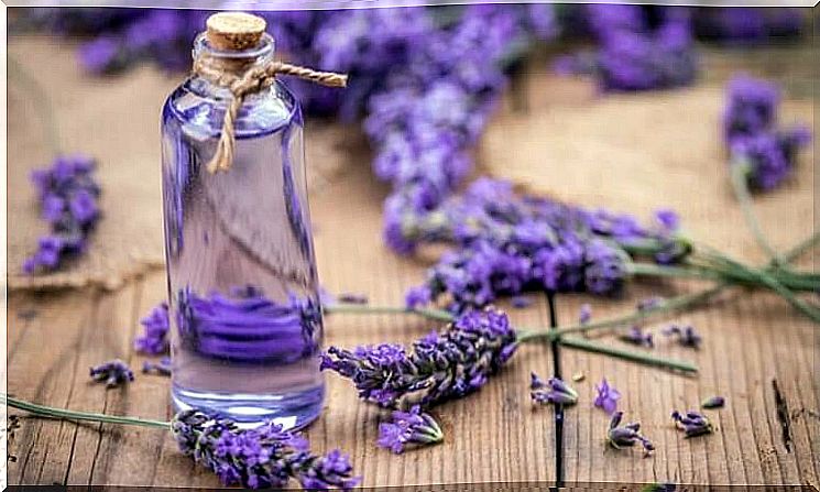 lavender fly repellent