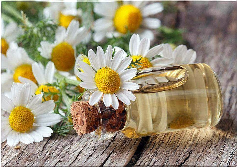 conjunctivitis of the eye and its treatment with chamomile