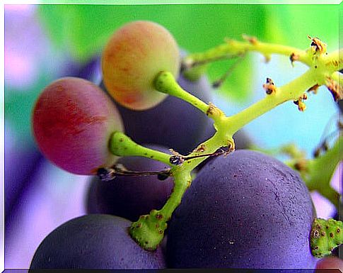 Natural painkillers: grapes