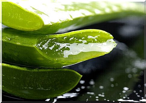 Aloe Vera, a refreshing and healing medicinal plant