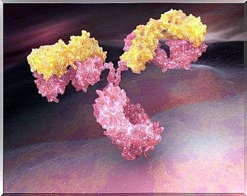 Antibodies: what are they and what are their functions?