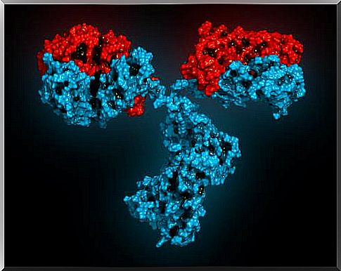 There are different antibodies