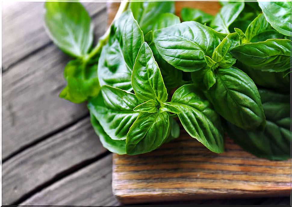 Basil 40 medicinal benefits