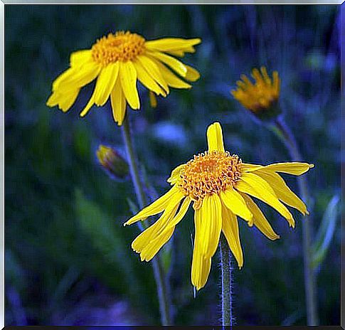 arnica, knee pain reliever