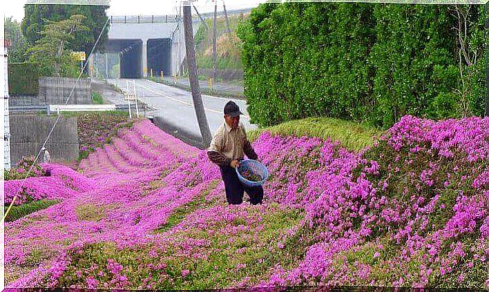 a man planting flowers for his blind wife