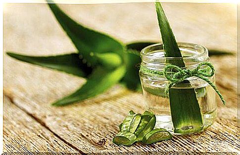 Grow aloe vera at home