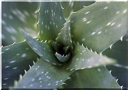 Aloe Vera close up