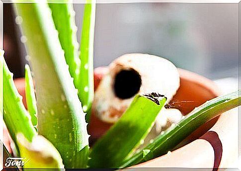 to Grow Aloe Vera at Home |