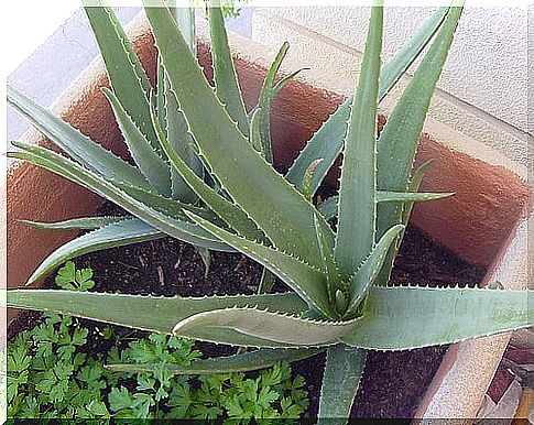 home grown aloe vera