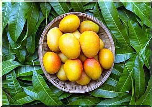 Health benefits of mango tree leaves