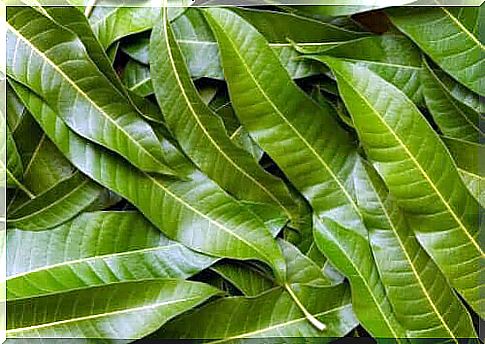 The health benefits of mango tree leaves are many