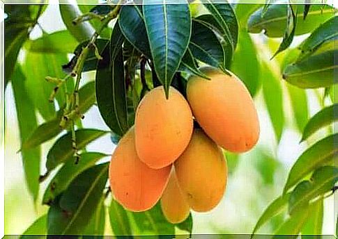 In addition to the fruit of the mango tree, its leaves are also healthy