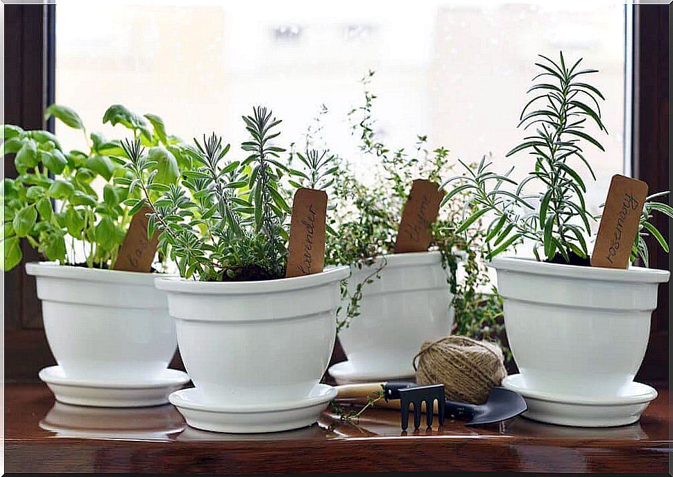 This is how you create an aromatic garden in your home