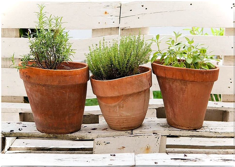 herbs in pots