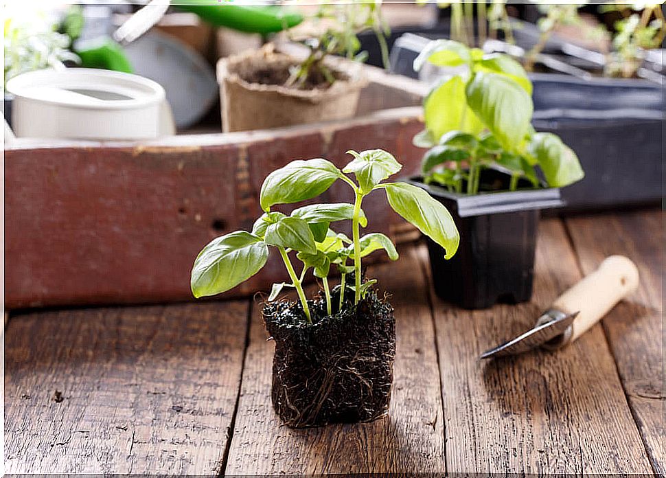 herbs in little pots