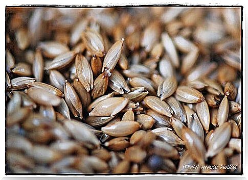 Health benefits of bird seeds