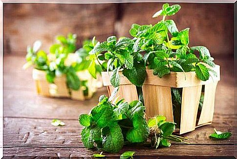 mint as flea and mite repellents