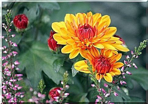 chrysanthemums as flea and tick repellents