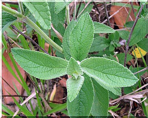 Sage has bactericidal properties.